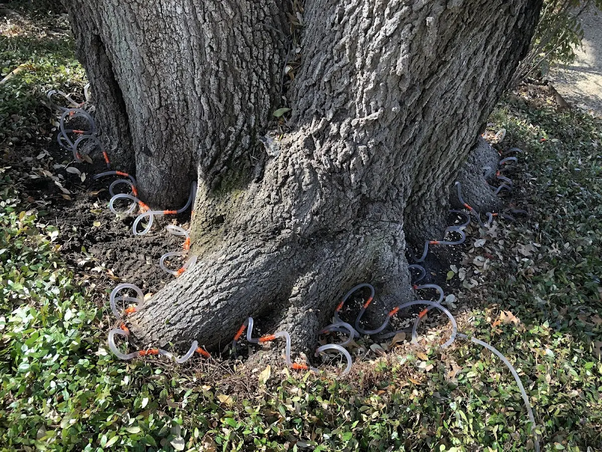 Detailed Tree Cabling and Bracing job site in Daly City